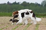 BARZOI 022